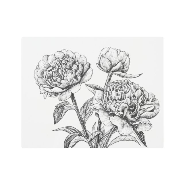 Peony ink drawing metal print (Front)