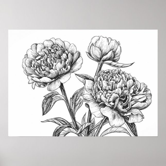 Peony ink drawing poster (Front)