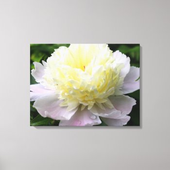Peony Perfection Photography Canvas Print by time2see at Zazzle