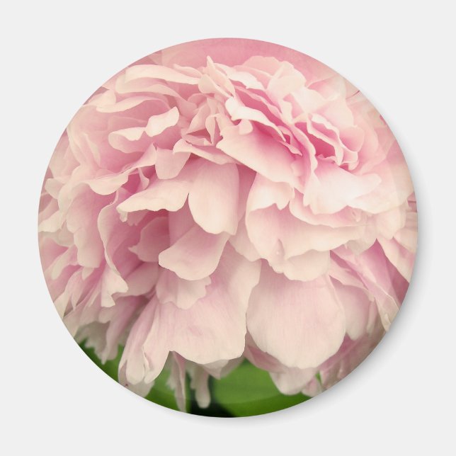 Peony Petals Magnet (Front)