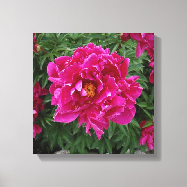 Peony Photo Print Canvas (Front)