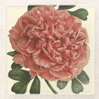 Peony Pillow Anitque Bontanical Illustration Glass Coaster