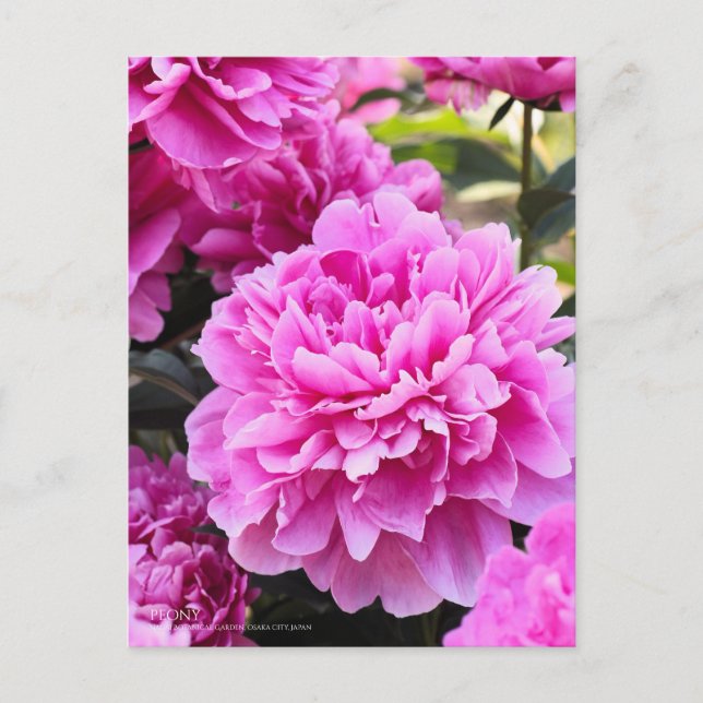Peony Postcard (Front)