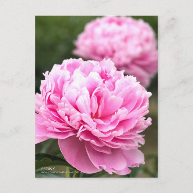 Peony Postcard (Front)