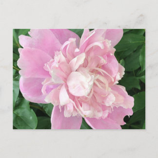 Peony Postcard