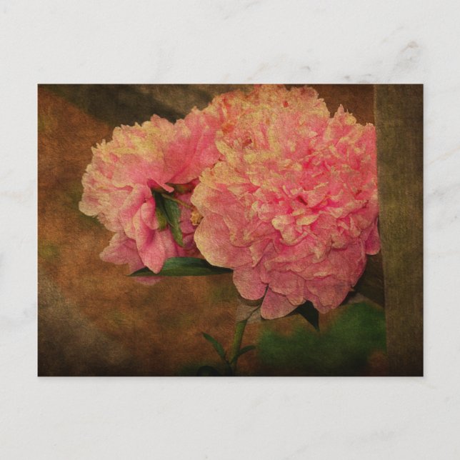Peony PostCard (Front)