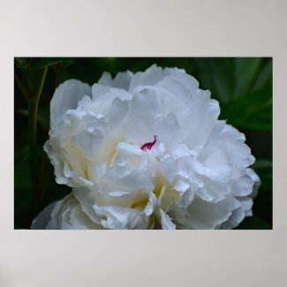 Peony, Poster