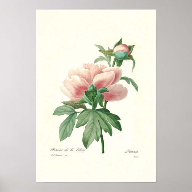 Peony Poster (Front)