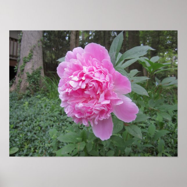 Peony Poster (Front)