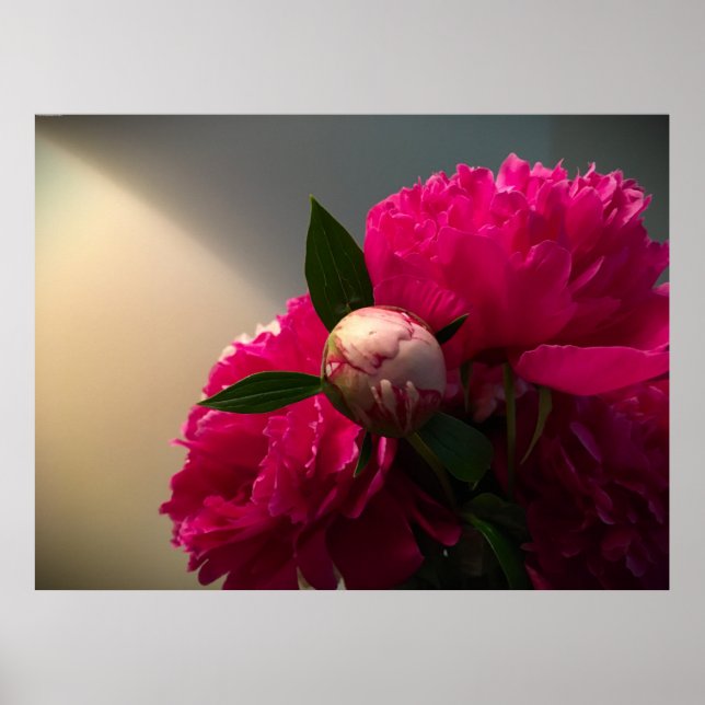 Peony, Poster (Front)