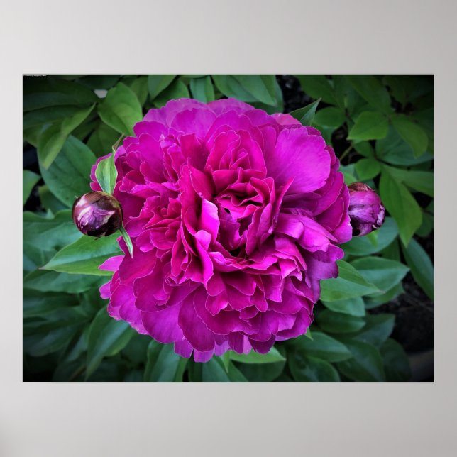 Peony, Poster (Front)