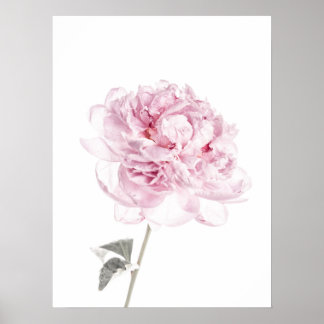 Peony Print Peony Wall Art Fine Art Photography