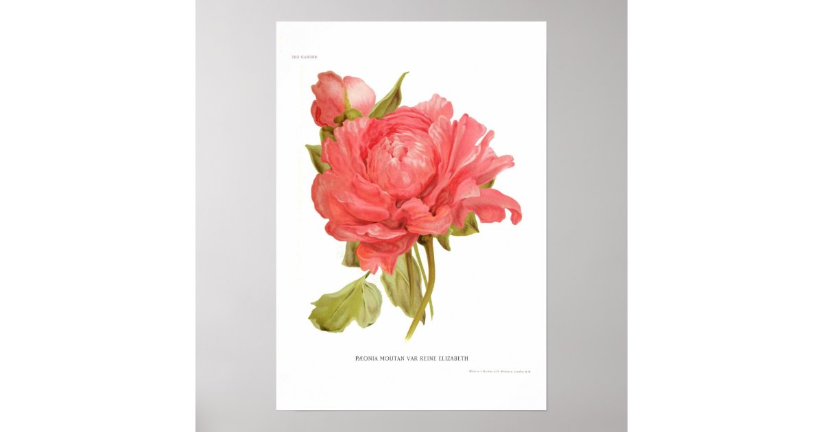 Peony 'Reine Elizabeth' Poster | Zazzle