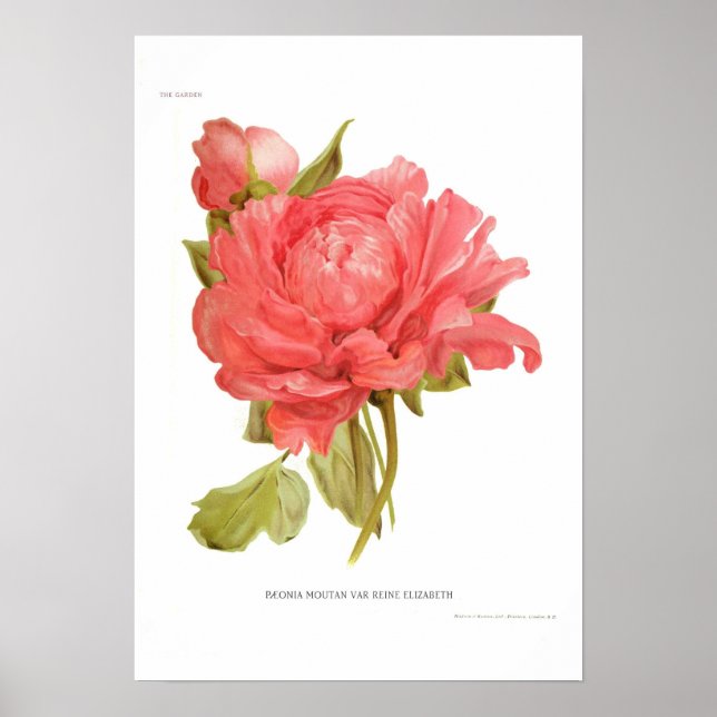 Peony  'Reine Elizabeth' Poster (Front)