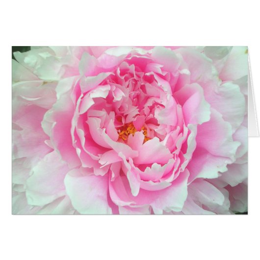 Peony 'Sarah Bernhardt' Cards (Front Horizontal)