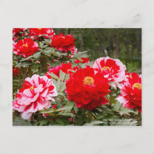Peony "Shima-Nishiki" Postcard