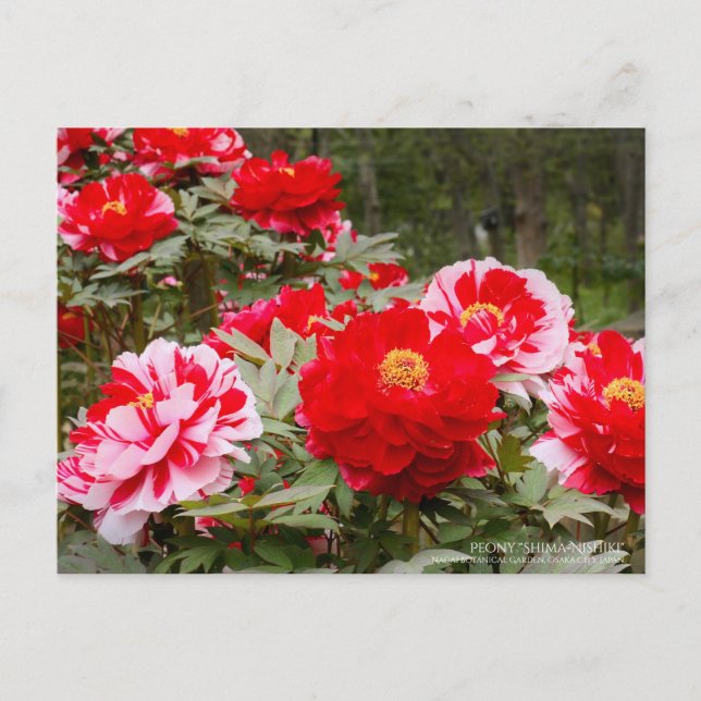 Peony "Shima-Nishiki" Postcard (Front)
