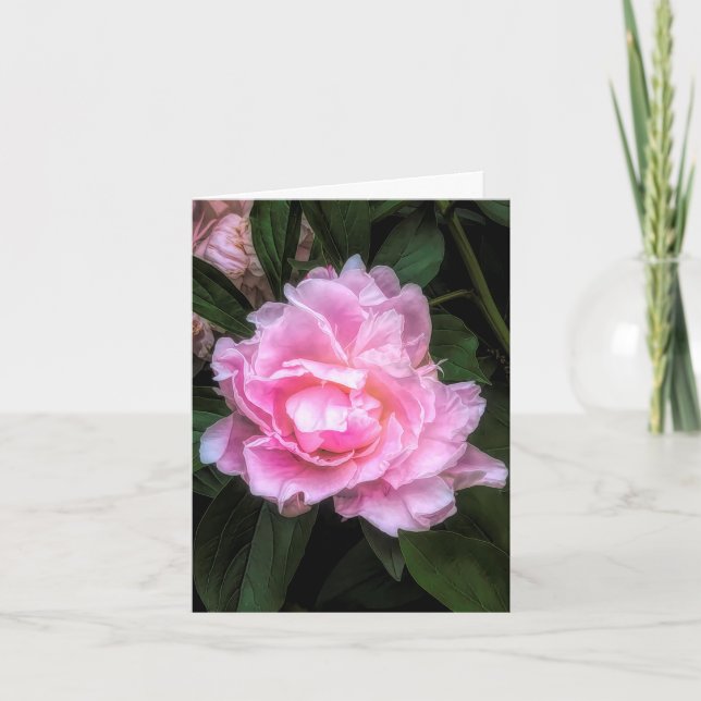 Peony @ Stenton House Museum & Garden Note Card (Front)