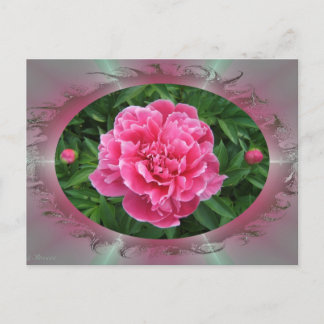 Peony w/buds ~ postcard