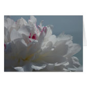 Peony Will Travel (Front Horizontal)