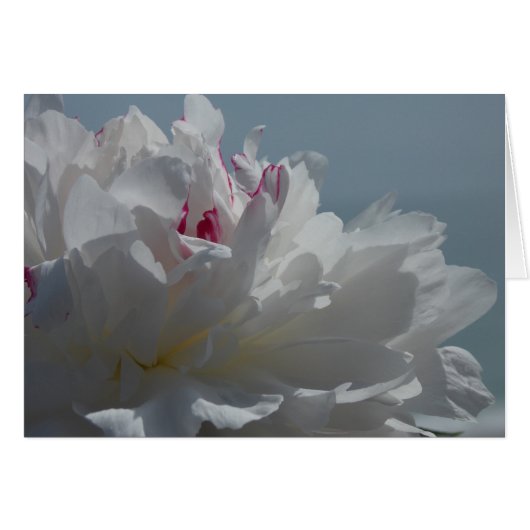 Peony Will Travel Cards (Front Horizontal)