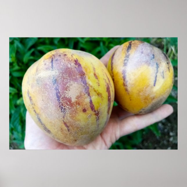 Pepino Melon fruits Poster (Front)