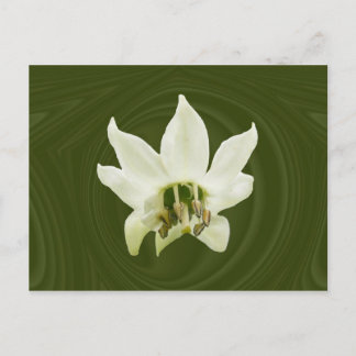 Pepper flower abstract ~ postcard