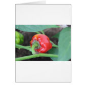 Pepper Garden Mix (Front)