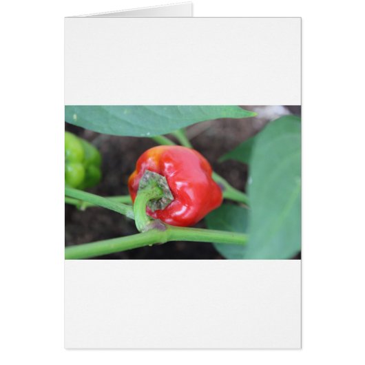 Pepper Garden Mix Cards (Front)