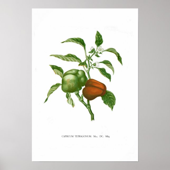 Pepper Poster (Front)