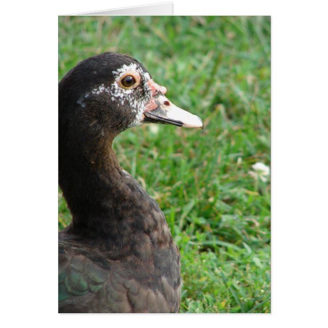 Pepper the Muscovy Cards (Front)