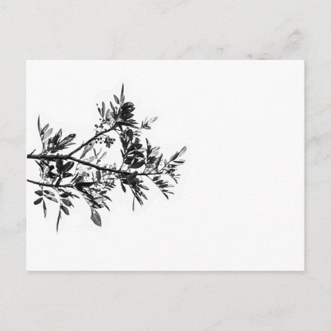 Pepper Tree Flowers Leaves Nature Postcard (Front)