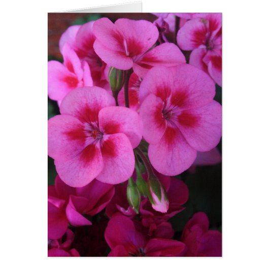 Peppermint Pink Geranium 2 Cards (Front)