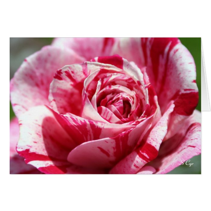 Peppermint Rose, S Cyr Greeting Cards