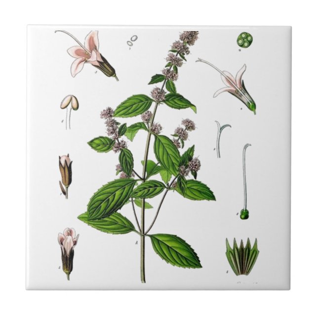 Peppermint Tile (Front)