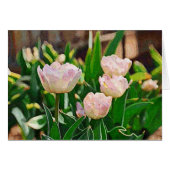 Peppermint Tulips (Impasto) (Front Horizontal)