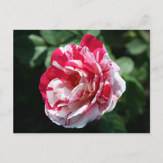 Peppermit Rose Postcard