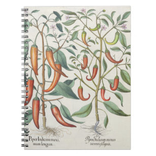 Peppers: 1.Piper Indicum maximum longum; 2.Piper I Notebook