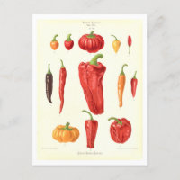Peppers Botanical Illustration from Seed Catalog