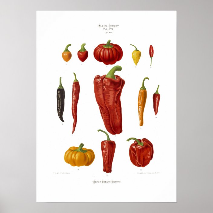 Peppers Poster | Zazzle.com