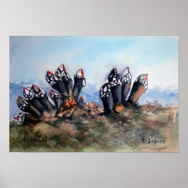 Percebes/Barnacles Poster (Front)