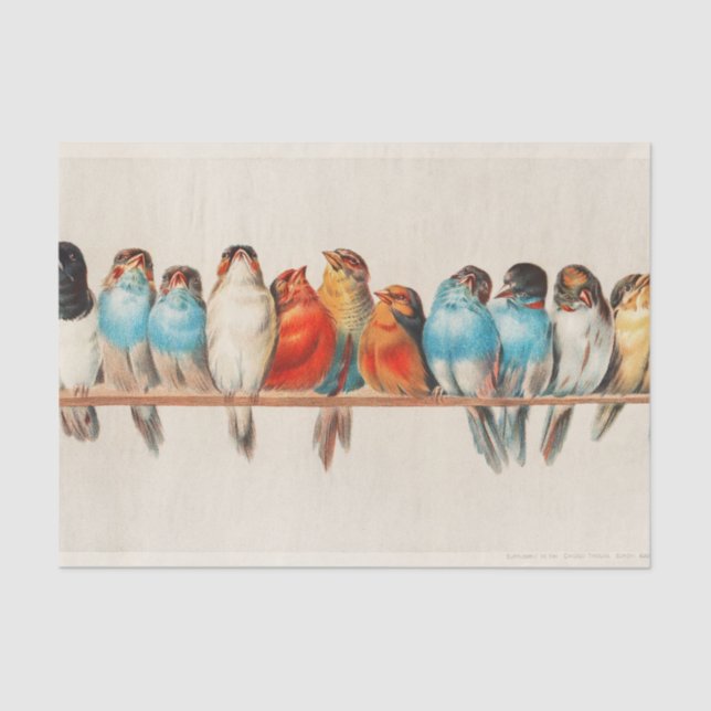 Perch of Birds, Bird Art, Bird Artwork, Decoupage Tissue Paper (Front)