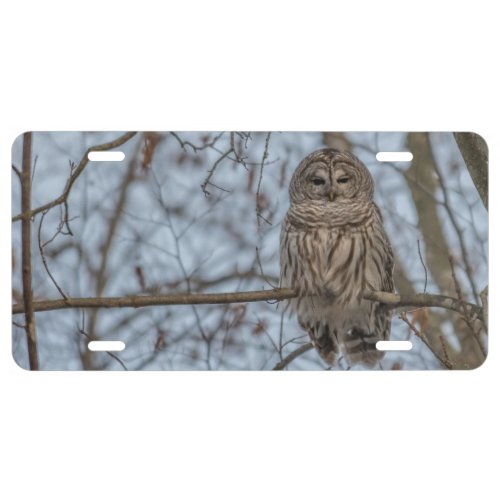 Perched Barred Owl on a branch License Plate