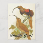[ Thumbnail: Perched Birds W/ Long Beaks "Thank You!" Postcard ]