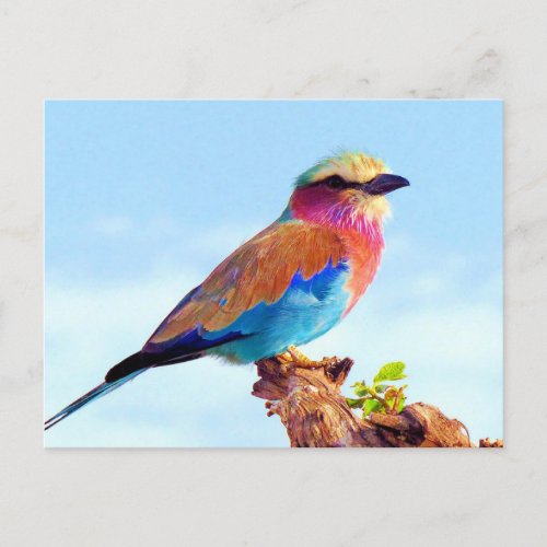 Perched Colorful African Bird Holiday Postcard
