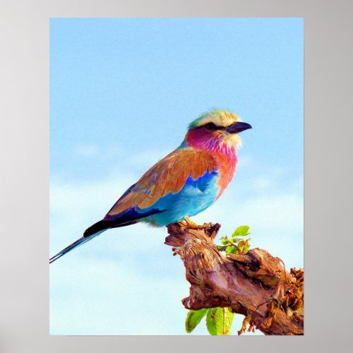 Perched Colorful African Bird Poster