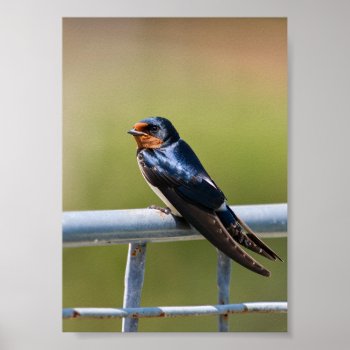 Perched Elegance Barn Swallow On Metal Fence Poster by nikkilynndesign at Zazzle