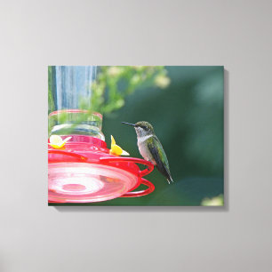 Perched Hummingbird Canvas Print