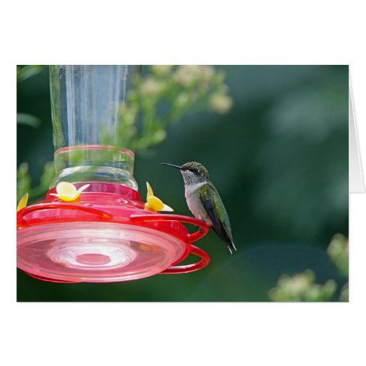 Perched Hummingbird Cards (Front Horizontal)