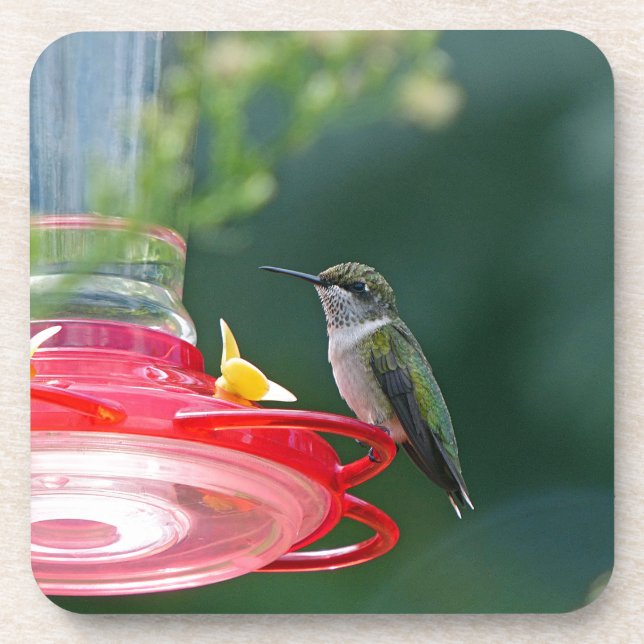 Perched Hummingbird Drink Coaster (Front)